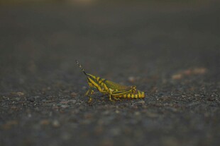 路面上的黄黑条纹小昆虫