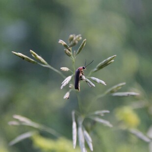 绿叶上的红色小昆虫