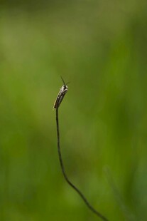 细长植物茎尖特写