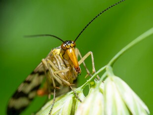 绿叶上的斑斓昆虫