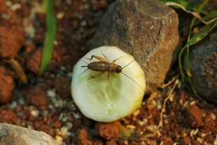 地上的半颗带虫青苹果