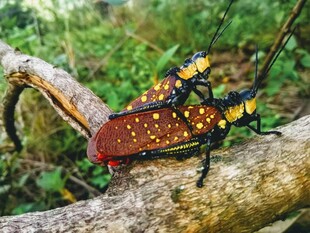 色彩斑斓的甲虫趴在树枝上