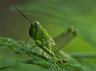 绿色蚱蜢栖息于叶片上