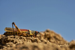 沙地上的多彩蚂蚱