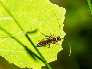 绿叶上的棕色昆虫
