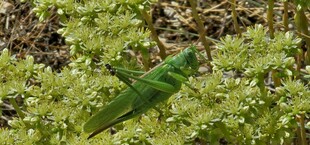 绿叶上的翠绿小鸟