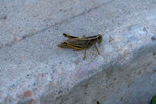 石面上的一只蝗虫