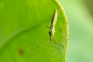 绿叶上的细长昆虫