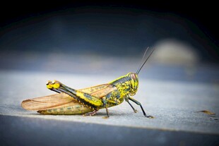 黄绿条纹蚂蚱特写