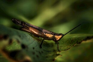 绿叶上的长触角昆虫