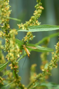 草丛中的昆虫特写