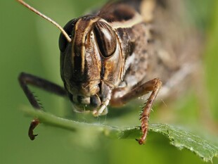 微距下的蝗虫特写