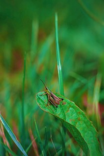 绿叶上的小昆虫