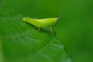 绿叶上的绿色小昆虫