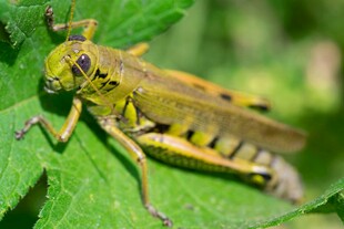 绿叶上的黄绿色蚂蚱