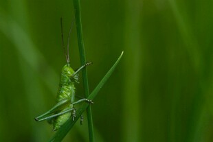 草丛中的绿色蚂蚱
