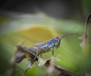 多彩蚂蚱栖息绿叶间