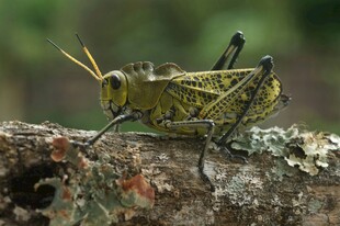 树枝上的绿蝗虫