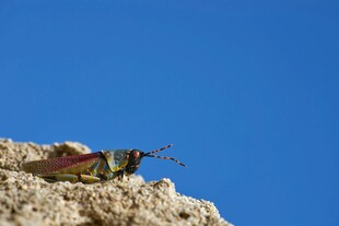 岩石上的多彩甲虫