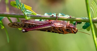 树枝上的棕色蚱蜢