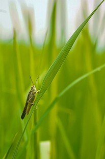 稻田中栖息的小昆虫