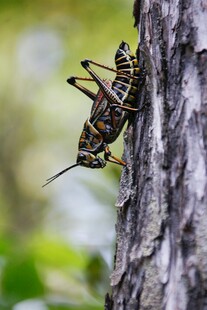 树干上的条纹蚂蚱