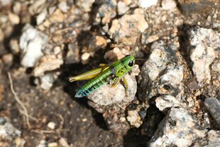 绿色蚱蜢栖息于土地上