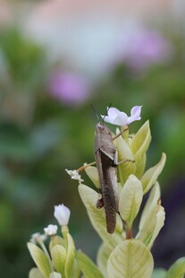 绿叶丛中带白花的植物