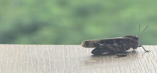 木板上的黑色昆虫