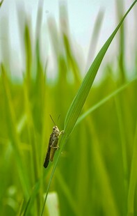 草尖上的小昆虫