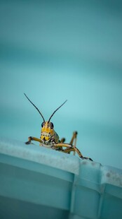 窗边的黄色昆虫特写