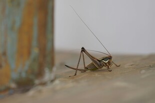 墙角的螳螂
