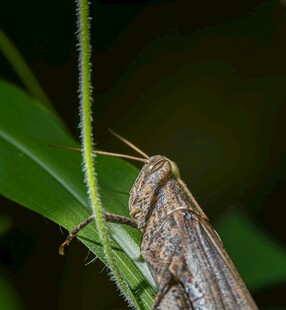 栖息于绿叶上的褐色蝗虫