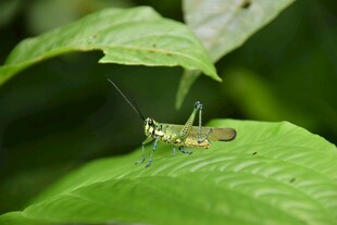 绿叶上的小蚂蚱
