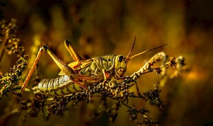 微距下的蝗虫特写