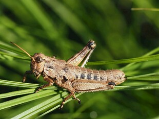 草丛中的褐色蚂蚱