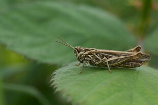 绿叶上的褐色蚂蚱