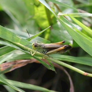 草丛中的绿色蚂蚱