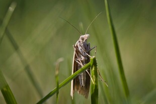 草丛中的神秘昆虫