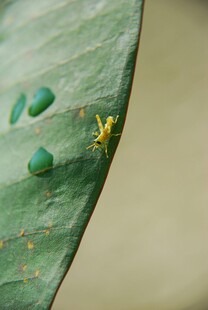 绿叶上的黄色小昆虫