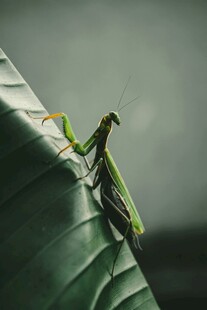 绿叶上的螳螂