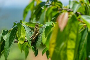 嫩绿枝叶展现自然生机