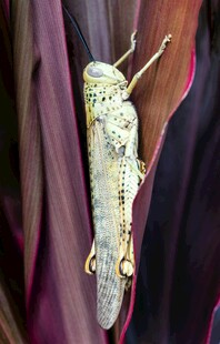 绿叶上的奇特昆虫