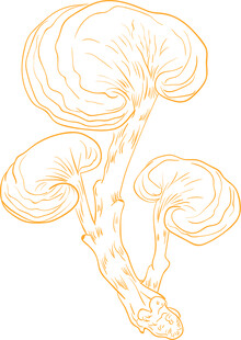 手绘线条灵芝图案