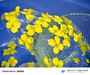 蓝色背景上的黄色小花