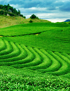 翠绿梯田茶园美景