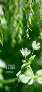 清新白花垂于绿叶间