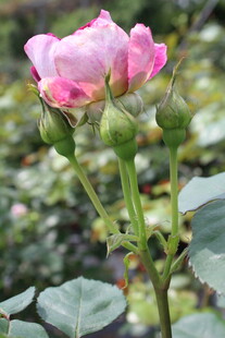 月季花