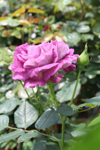 月季花