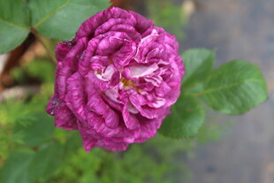 月季花
